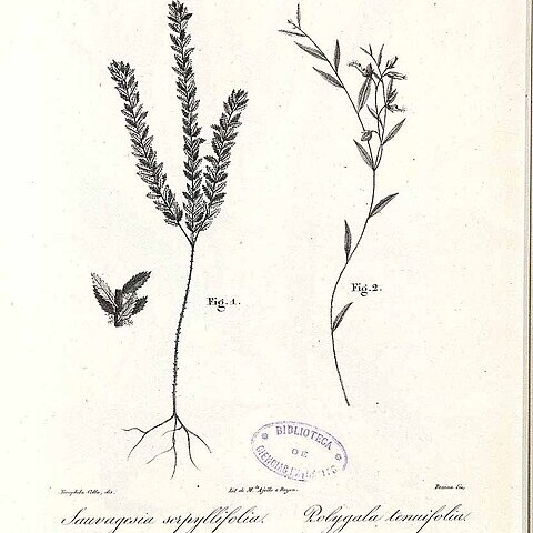 Polygala tenuifolia unspecified picture