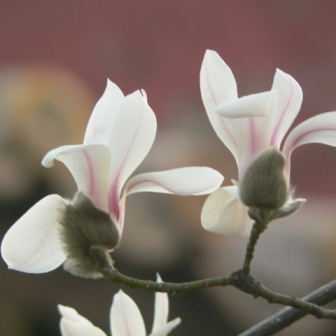 Magnolia denudata unspecified picture