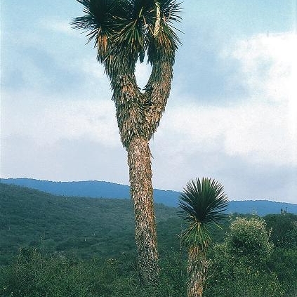 Yucca potosina unspecified picture