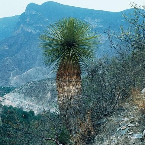 Yucca queretaroensis unspecified picture