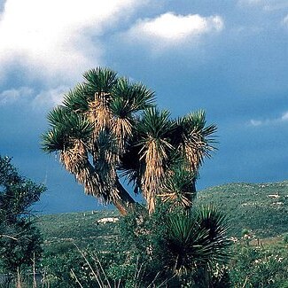 Yucca periculosa unspecified picture