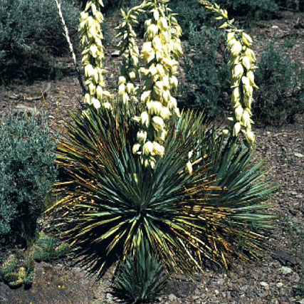 Yucca harrimaniae unspecified picture