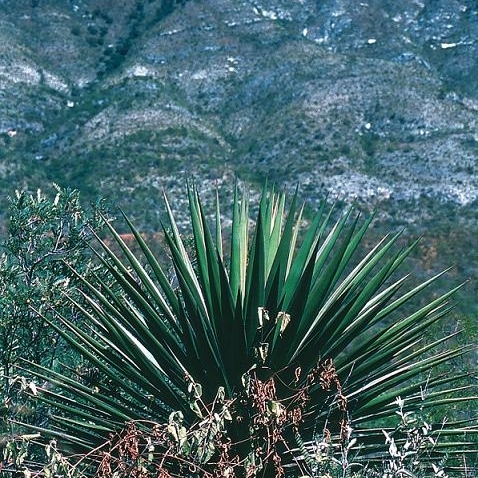 Yucca declinata unspecified picture