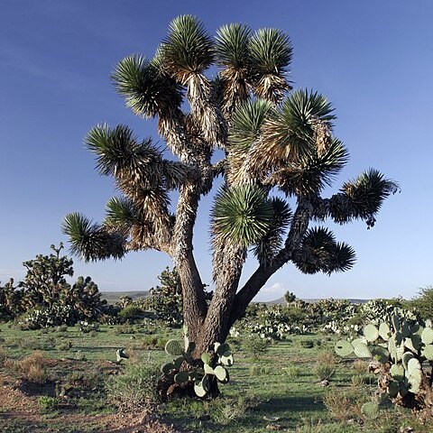 Yucca decipiens unspecified picture