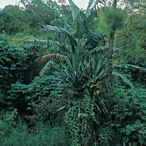 Yucca lacandonica unspecified picture