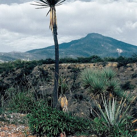 Yucca mixtecana unspecified picture