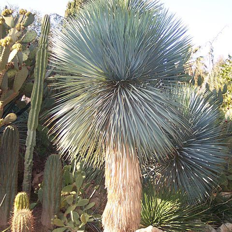 Yucca rostrata unspecified picture