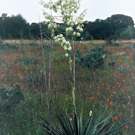 Yucca coahuilensis unspecified picture