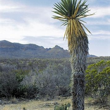 Yucca carnerosana unspecified picture