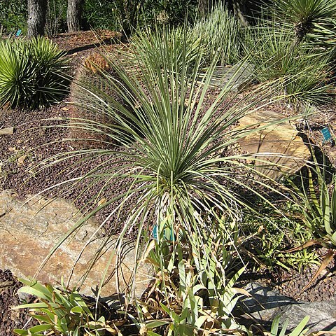 Yucca baileyi unspecified picture