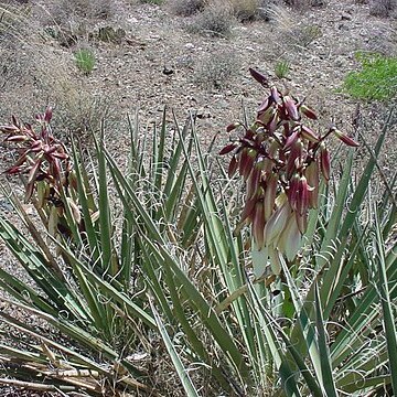 Yucca baccata var. baccata unspecified picture