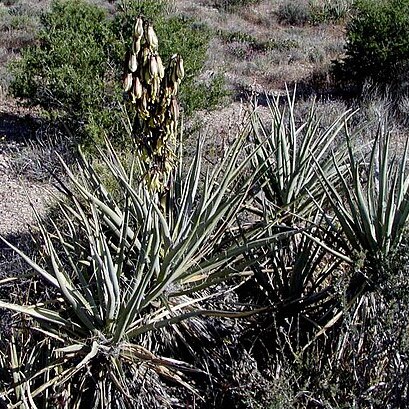 Yucca unspecified picture