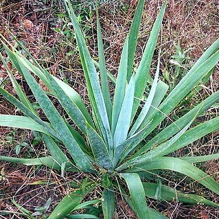 Yucca cernua unspecified picture