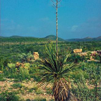 Yucca constricta unspecified picture