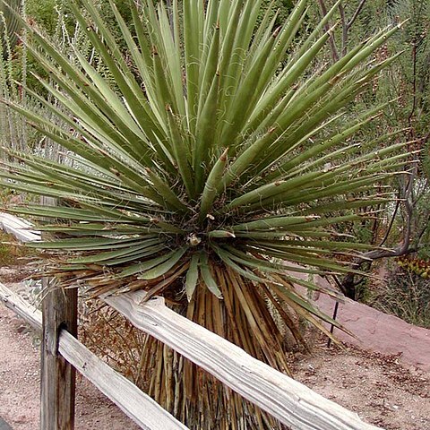 Yucca faxoniana unspecified picture