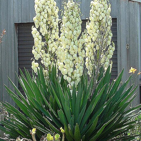 Yucca unspecified picture