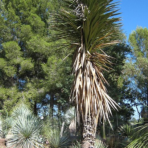 Yucca filifera unspecified picture