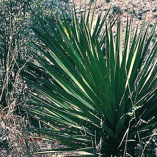 Yucca grandiflora unspecified picture