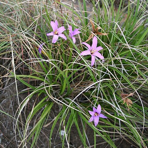 Xerophyta viscosa unspecified picture