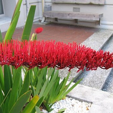 Xeronema callistemon unspecified picture