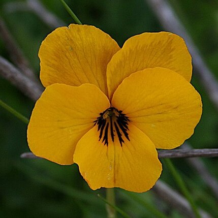 Viola pedunculata unspecified picture