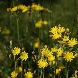 Hieracium unspecified picture