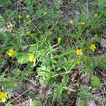 Ranunculus monophyllus unspecified picture