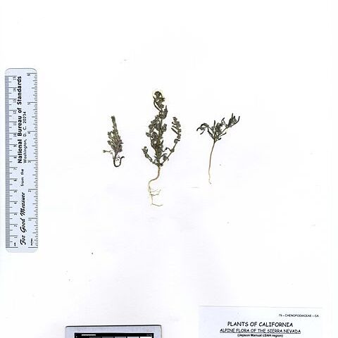 Chenopodium atrovirens unspecified picture