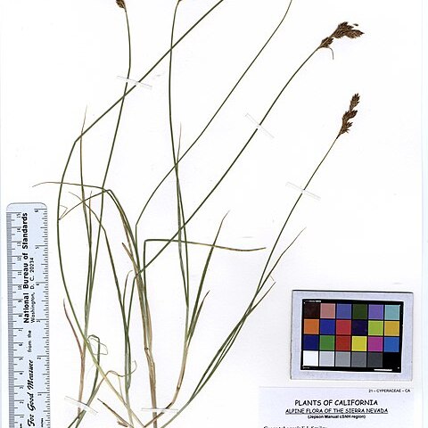 Carex tahoensis unspecified picture