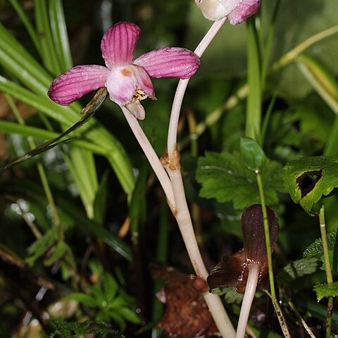 Yoania japonica unspecified picture