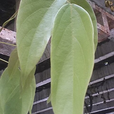 Mucuna birdwoodiana unspecified picture