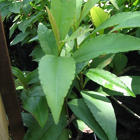 Ardisia crispa unspecified picture