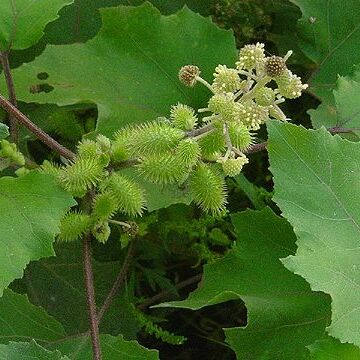 Xanthium unspecified picture