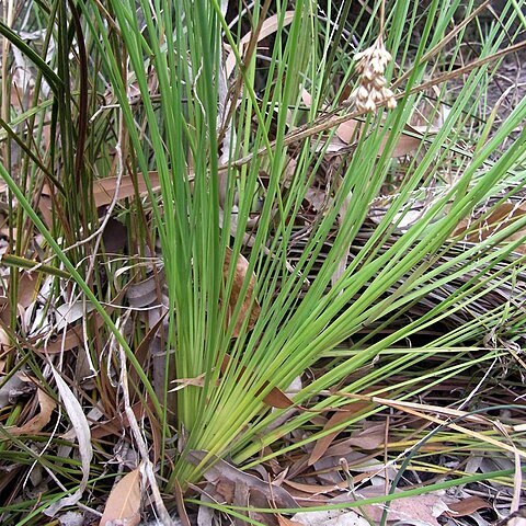 Xanthorrhoea fulva unspecified picture