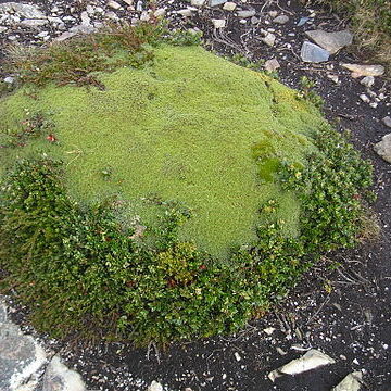 Azorella unspecified picture