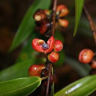 Xylopia sericea unspecified picture