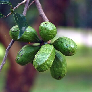 Xylopia nigricans unspecified picture