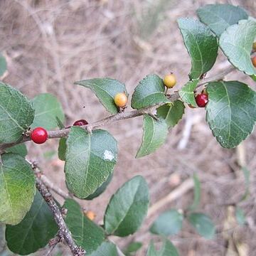 Xylosma flexuosa unspecified picture