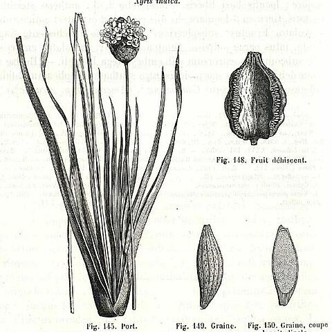 Xyris indica unspecified picture