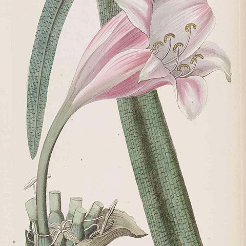 Crinum variabile unspecified picture