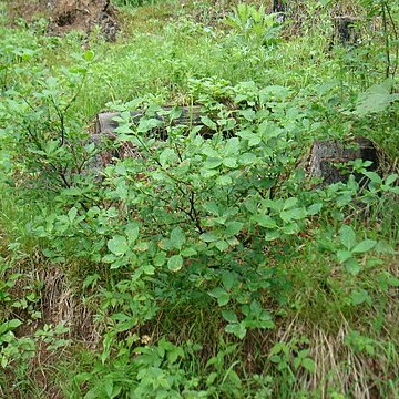 Euonymus sachalinensis unspecified picture