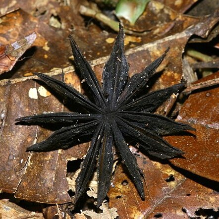 Illicium sumatranum unspecified picture