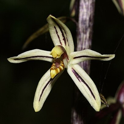 Aphyllorchis montana unspecified picture