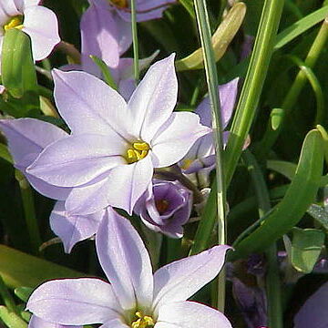 Ipheion unspecified picture