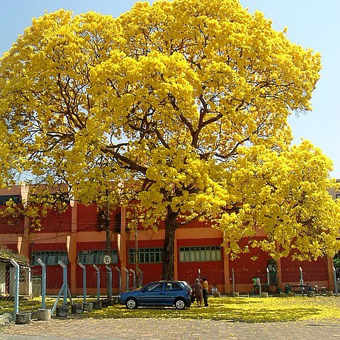 Tabebuia ochracea unspecified picture