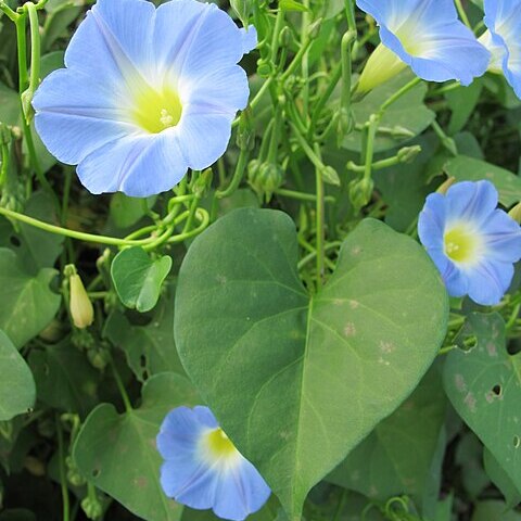 Ipomoea cardiophylla unspecified picture