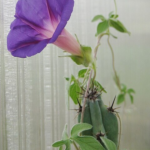 Ipomoea pubescens unspecified picture