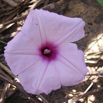 Ipomoea procumbens unspecified picture