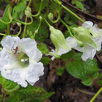 Ipomoea syringifolia unspecified picture