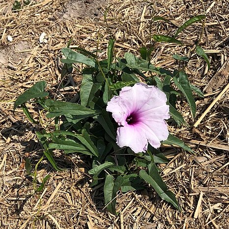 Ipomoea calobra unspecified picture